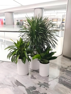 余姚花卉租赁，专业服务，为您的生活注入缤纷色彩